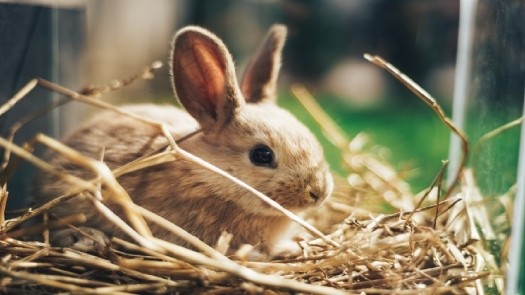 Oreille de lapin : comment prendre soin d'elles ?