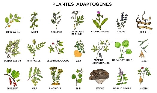 plante #plantes #bienfait #phytotherapie #naturel