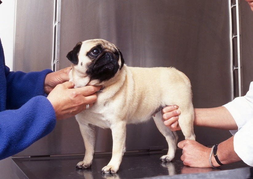 Arthrose chez le chien : causes, symptômes et traitement - Lexmoor