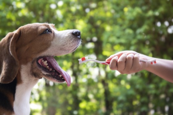 Mauvaise haleine du chien : causes et solutions - Santé animale
