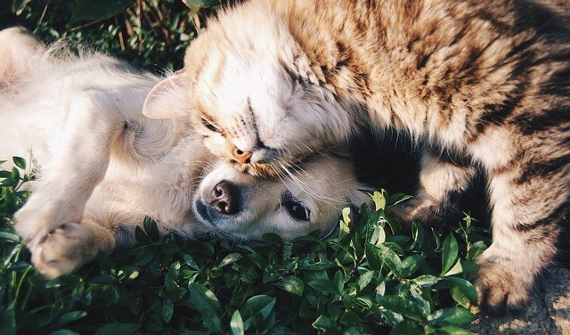 Chien et chat : soin des oreilles, yeux et dents - Santé animale