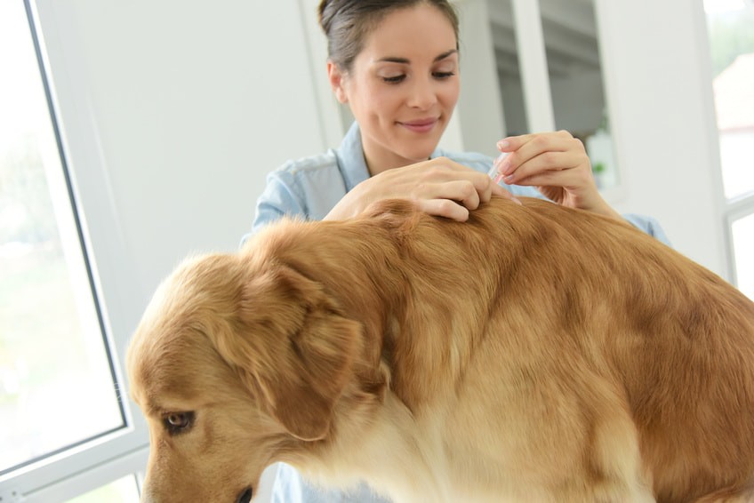 Comprimé anti puce chien : trouvez tous les traitements contre les