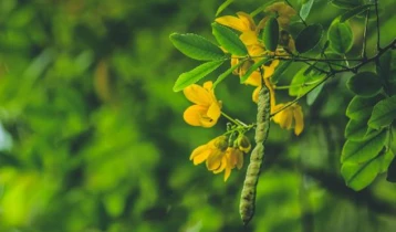 Les bienfaits du Séné