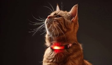 L'hyperthyroïdie et l'hypothyroïdie chez le chat