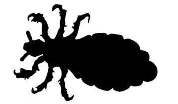 Morpions : nos conseils pour les éliminer