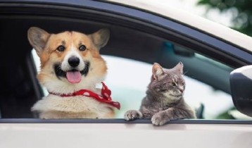 Comment préparer un voyage avec son animal de compagnie ?