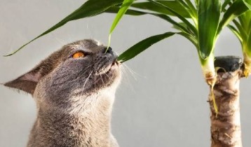 10 plantes toxiques pour vos chiens et chats !