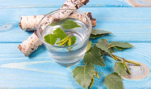 Les bienfaits du Bouleau