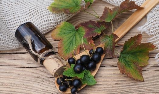 Les bienfaits du Cassis