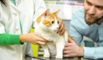 Contraception du chat : quelle méthode choisir ? - Santé animale