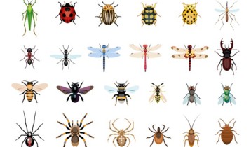 Piqures D Insectes Zoom Sur Les Principaux Ennemis De L Ete