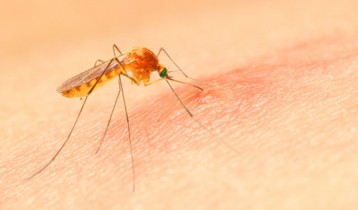 Piqûre de moustique : 5 astuces naturelles pour les soulager