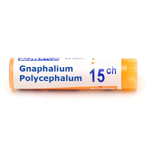Gnaphalium polycephalum dose