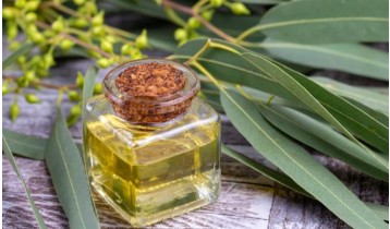 Huile essentielle d'Eucalyptus citronné