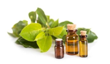 Huile essentielle de Ravintsara