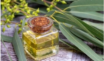 Huile essentielle d'Eucalyptus citronné